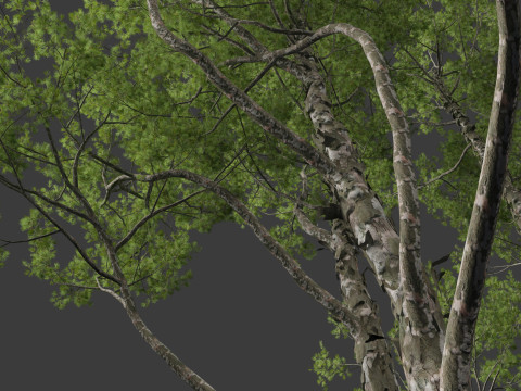 Pinus bungeana - Lacebark pine Modelo 3D