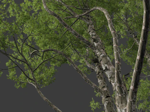 Pinus bungeana - Lacebark pine 3D Model