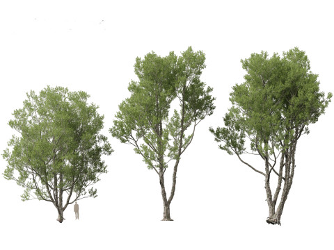 Pinus bungeana - Lacebark pine Modelo 3D