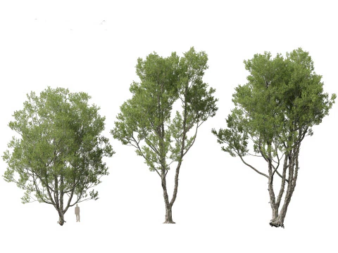 Pinus bungeana - Lacebark pine 3D Model