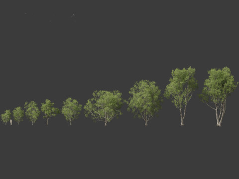 Pinus bungeana - Lacebark pine Modelo 3D