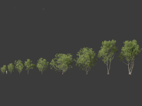 Pinus bungeana - Lacebark pine 3D Model