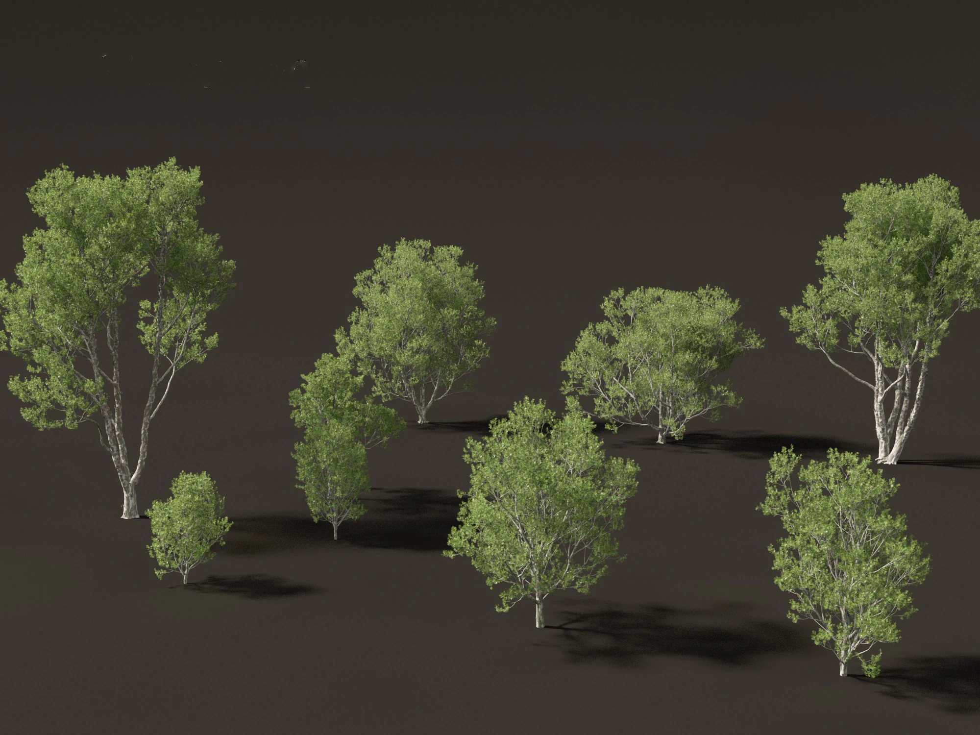 Pinus bungeana - Lacebark pine 3D Model .c4d .max .obj .3ds .fbx .stl .blend 