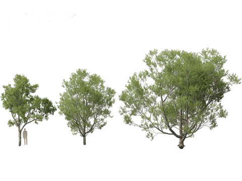 Pinus bungeana - Lacebark pine Modelo 3D