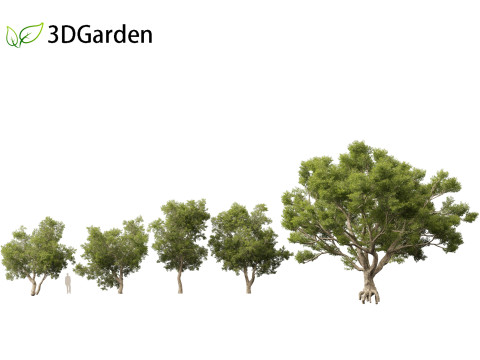 Quercus suber - Cork oak 3D Model