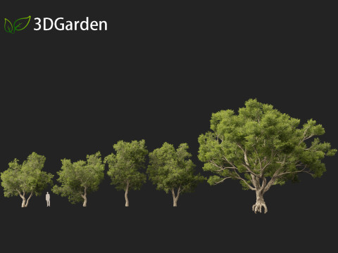 Quercus suber - Cork oak 3D Model
