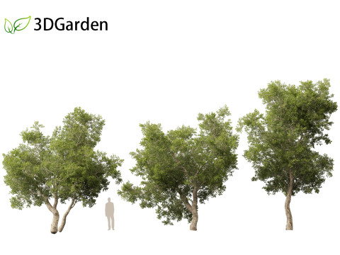 Quercus suber - Cork oak 3D Model