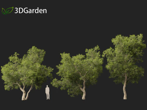Quercus suber - Cork oak 3D Model
