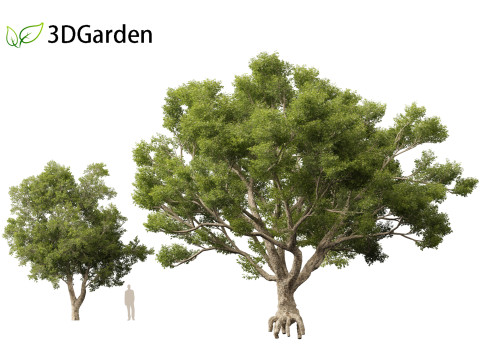 Quercus suber - Cork oak 3D Model