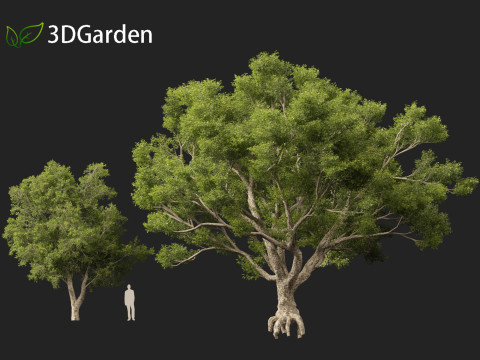 Quercus suber - Cork oak 3D Model