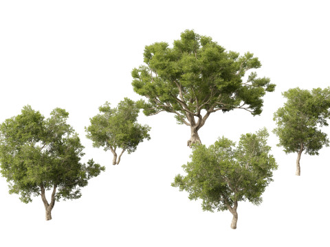 Quercus suber - Cork oak 3D Model
