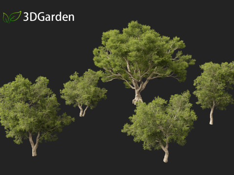Quercus suber - Cork oak 3D Model