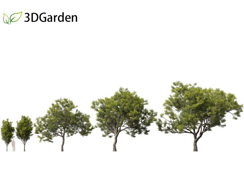 Quercus ilex - holly oak 3Dモデル .c4d .max .obj .3ds .fbx .stl .blend 