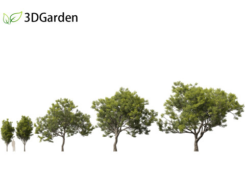Quercus ilex - holly oak 3D Model