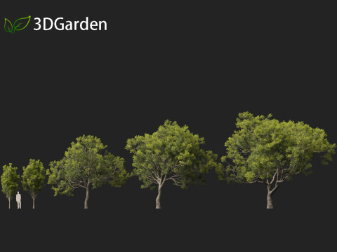 Quercus ilex - holly oak 3Dモデル