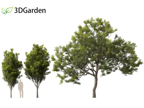 Quercus ilex - holly oak 3Dモデル