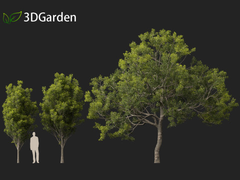 Quercus ilex - holly oak 3Dモデル