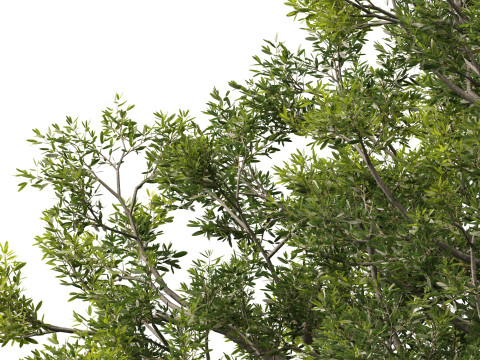 Quercus ilex - holly oak 3Dモデル