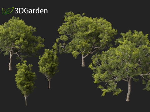 Quercus ilex - holly oak 3Dモデル