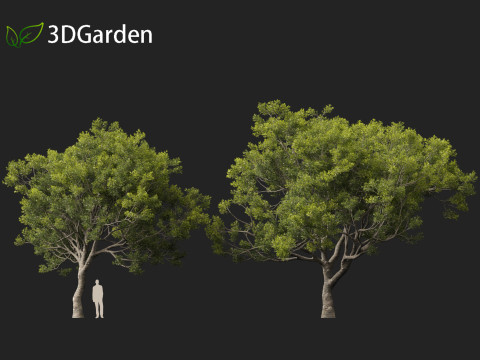 Quercus ilex - holly oak 3Dモデル