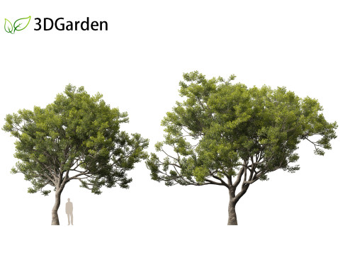 Quercus ilex - holly oak 3Dモデル