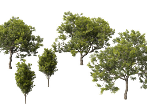 Quercus ilex - holly oak 3Dモデル