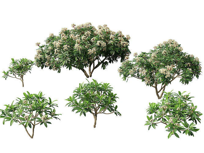 Plumeria rubra - Frangipani 3D Model .c4d .max .obj .3ds .fbx .stl .blend 