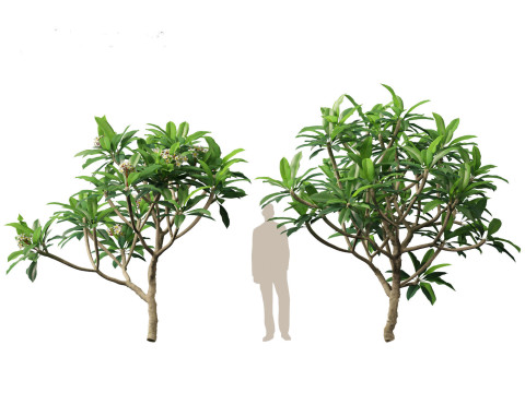 Plumeria rubra - Frangipani 3D Model