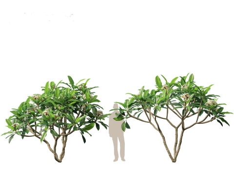 Plumeria rubra - Frangipani 3D Model