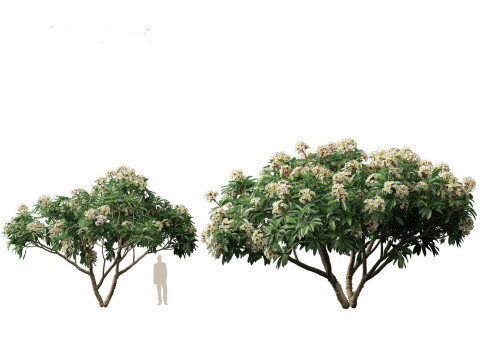 Plumeria rubra - Frangipani 3D Model