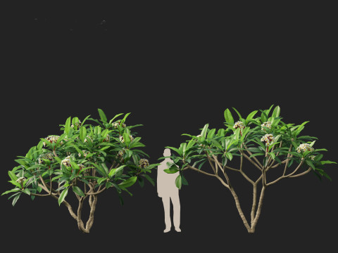 Plumeria rubra - Frangipani 3D Model