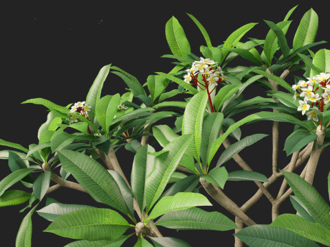 Plumeria rubra - Frangipani 3D Model