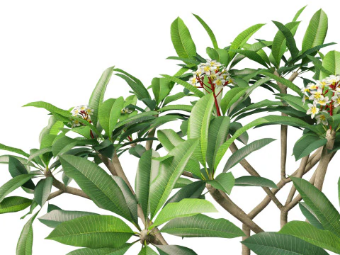Plumeria rubra - Frangipani 3D Model