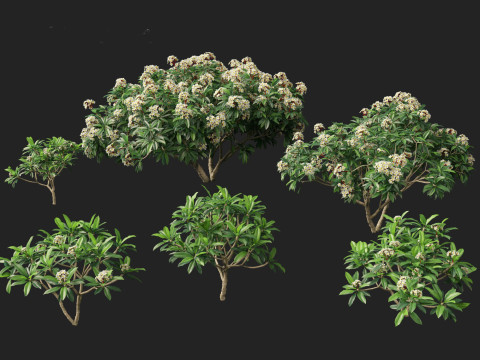 Plumeria rubra - Frangipani 3D Model