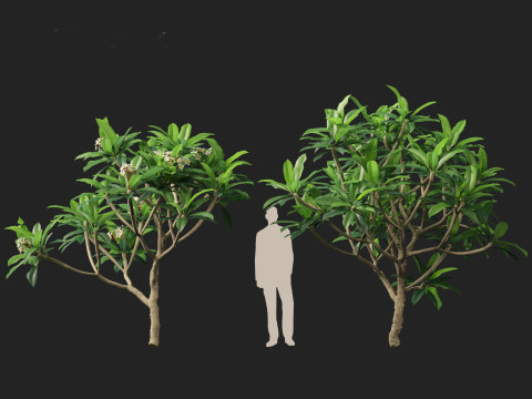 Plumeria rubra - Frangipani 3D Model