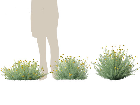 Santolina rosmarinifolia - Holy Flax Model 3D