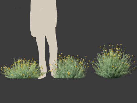 Santolina rosmarinifolia - Holy Flax Model 3D