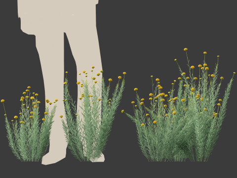 Santolina rosmarinifolia - Holy Flax Model 3D