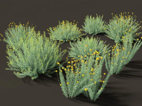 Santolina rosmarinifolia - Święty len Model 3D