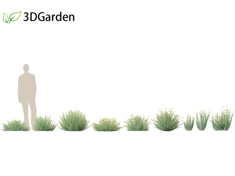 Santolina rosmarinifolia - Holy Flax Model 3D