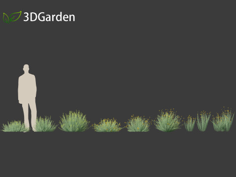 Santolina rosmarinifolia - Holy Flax Model 3D