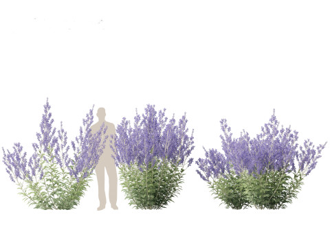 Perovskia atriplicifolia - Russian sage 3D Модель