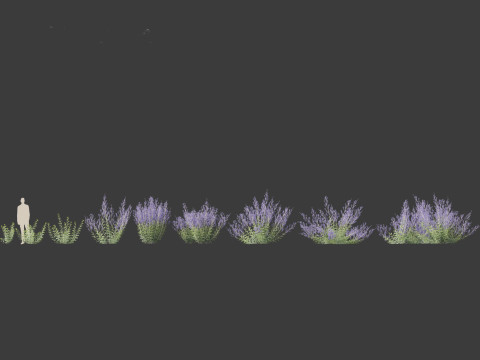 Perovskia atriplicifolia - Russian sage 3D Модель