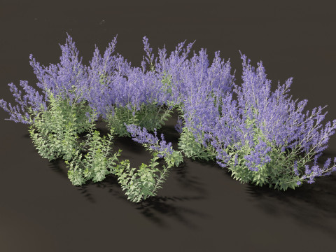 Perovskia atriplicifolia - Russian sage 3D Модель
