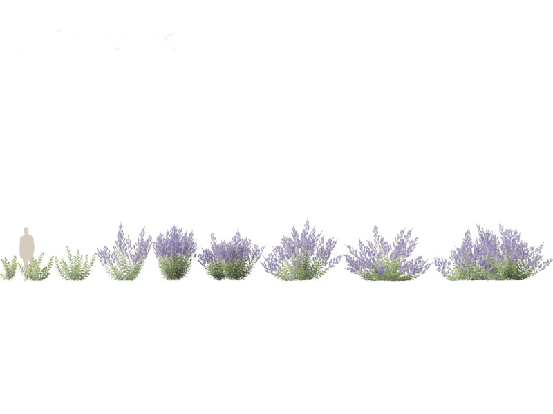 Perovskia atriplicifolia - Russian sage 3D Модель .c4d .max .obj .3ds .fbx .stl .blend 