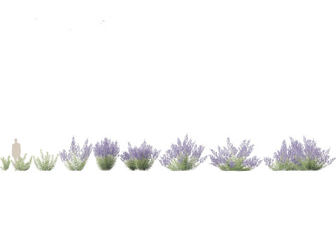 Perovskia atriplicifolia - Russian sage 3D Model