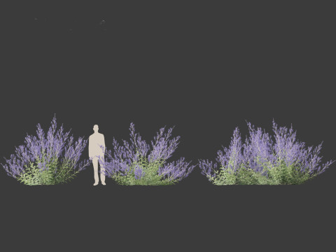 Perovskia atriplicifolia - Russian sage 3D Модель