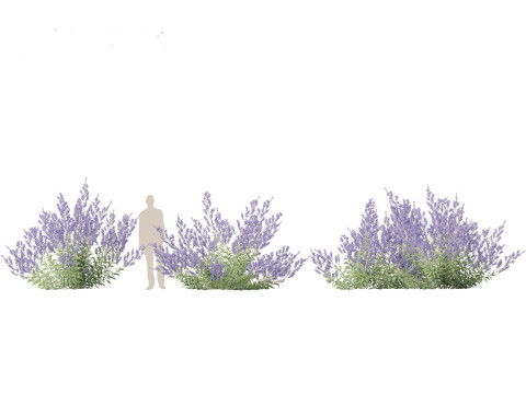 Perovskia atriplicifolia - Russian sage 3D Модель