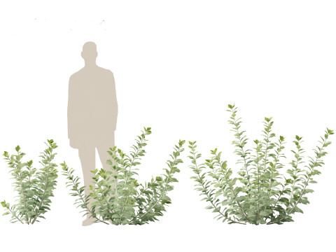 Perovskia atriplicifolia - Russian sage 3D Модель