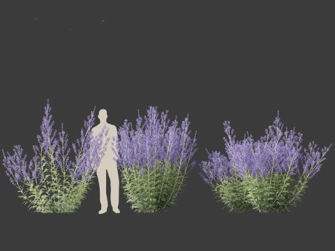 Perovskia atriplicifolia - Russian sage 3D Модель